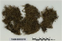 藏品(灰苔科)的圖片